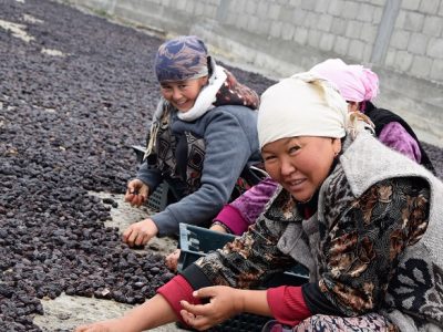 Kyrgyzstan Agro Horizon prune drying