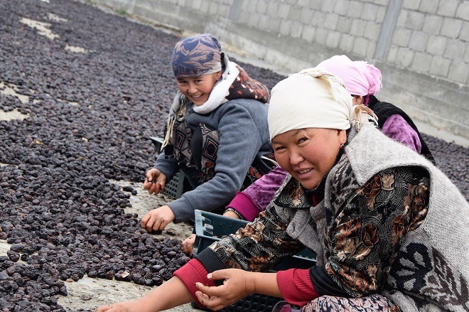 Kyrgyzstan Agro Horizon prune drying