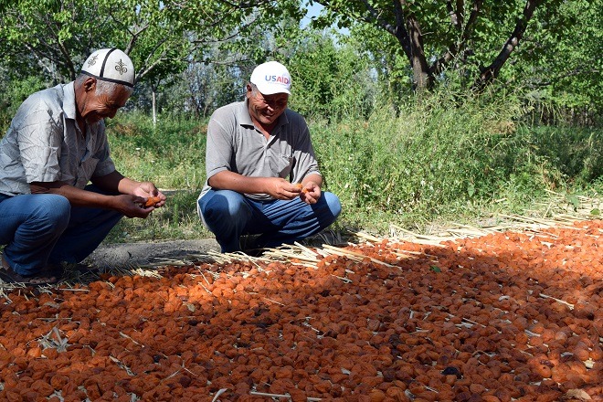 Kyrgyzstan USAID Agro Horizon apricots