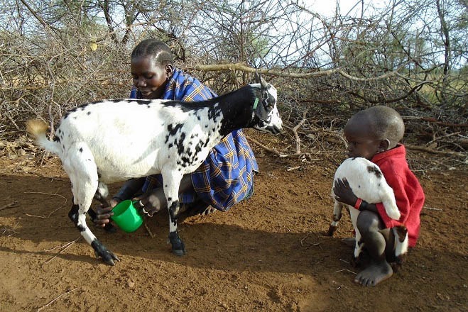ACDI/VOCA Uganda RWANU woman with goats
