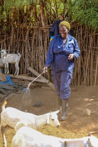 Uganda RWANU livestock womens group