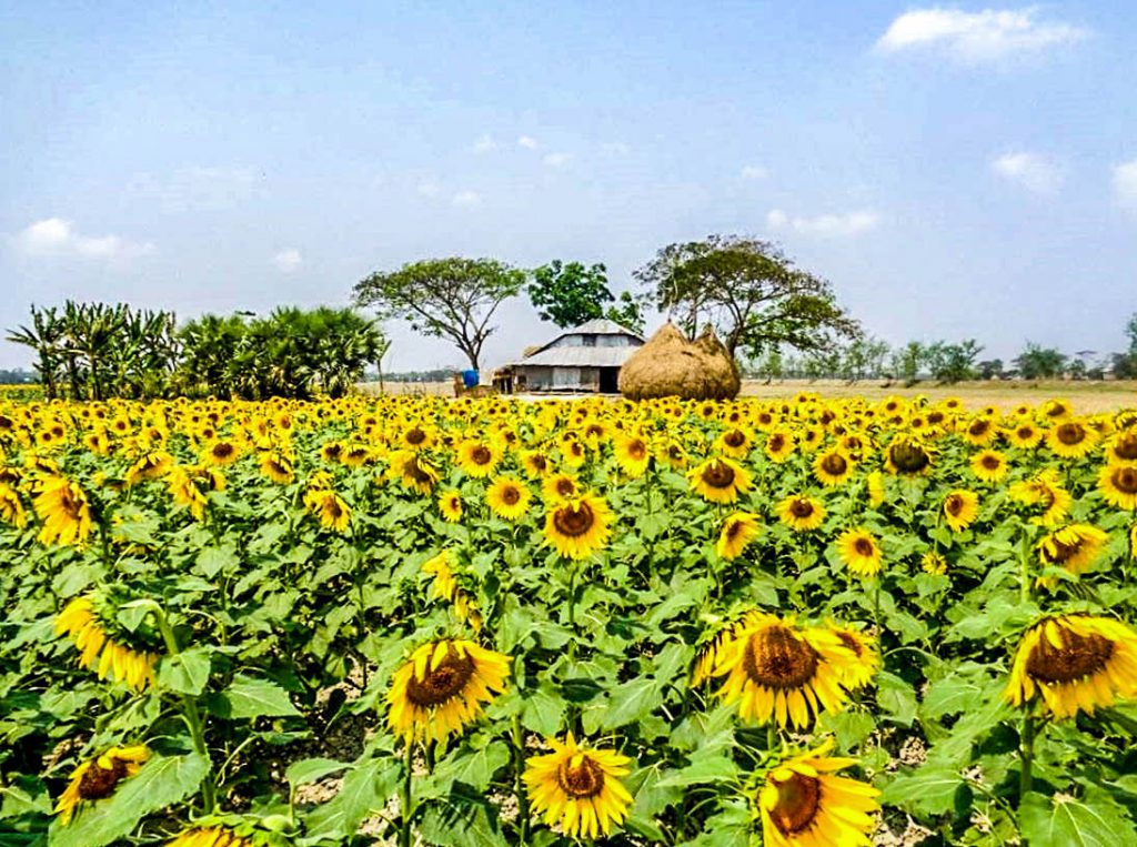 Sunflower Oil Now Grown and Made in Bangladesh ACDI/VOCA