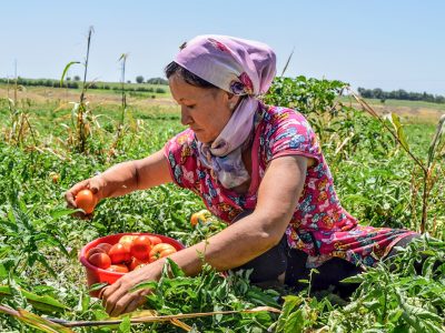 ACDI/VOCA Kyrgyz Republic ECP farmer tomato
