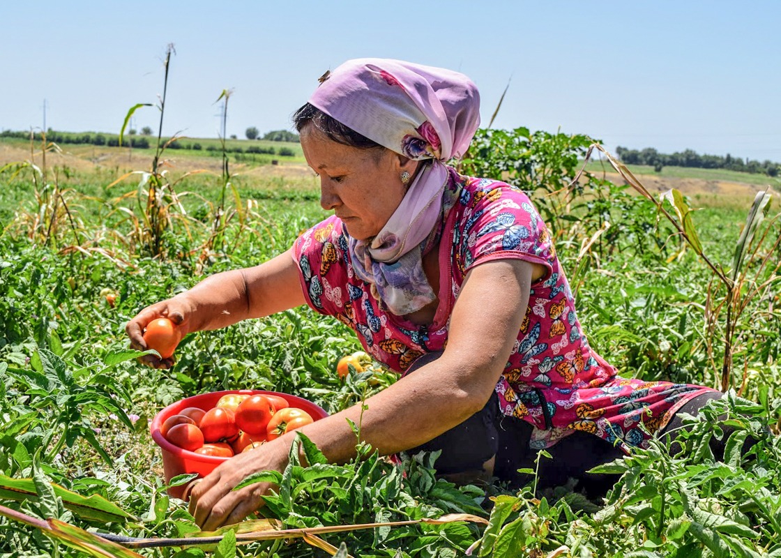 ACDI/VOCA Kyrgyz Republic ECP farmer tomato