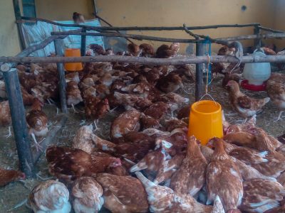 animal feed production business plan in ethiopia