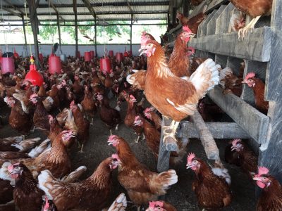 poultry farm business plan in ghana