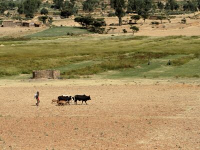 animal feed production business plan in ethiopia