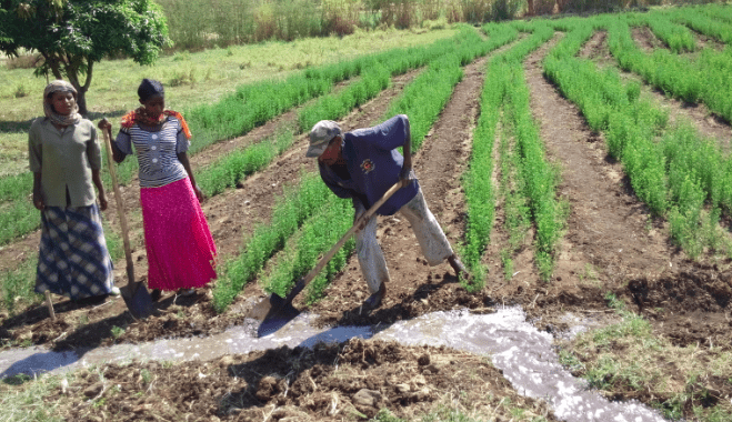 animal feed production business plan in ethiopia