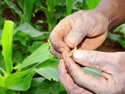 Man holding fall armyworm