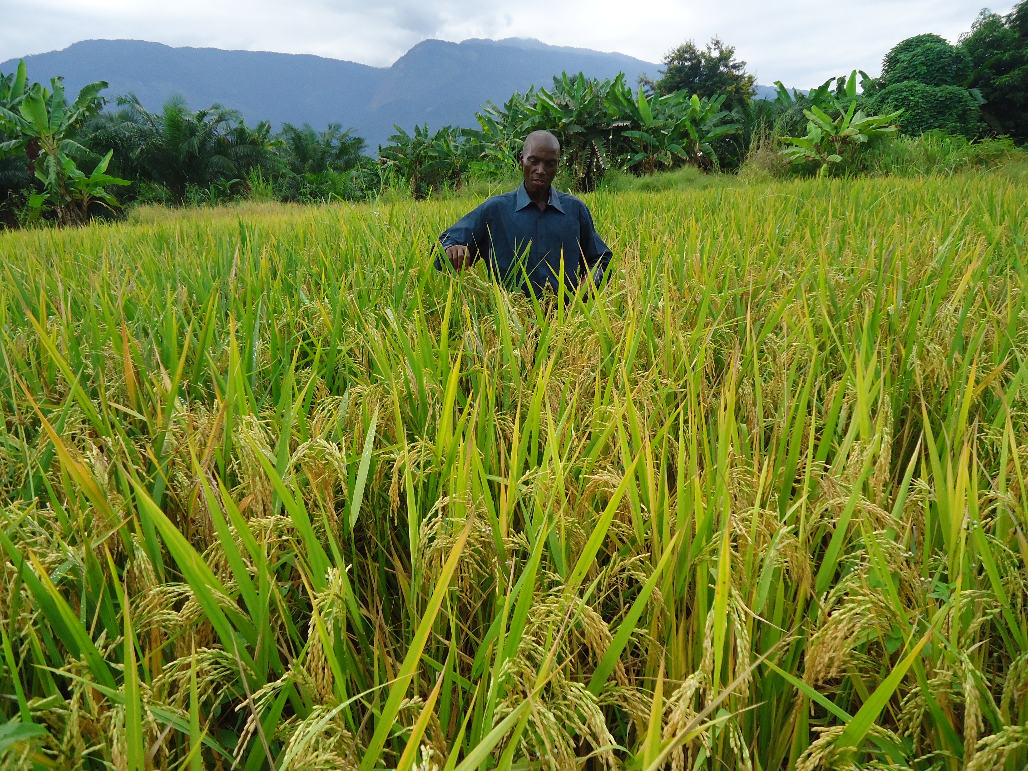 Man standing in farm field in Tanzania