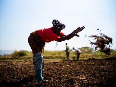 Woman working in the fields