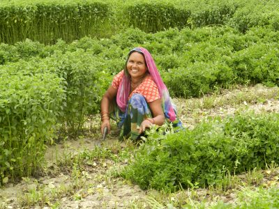 Woman growing mint in India