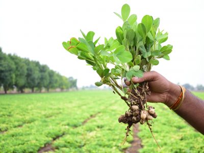 Peanut plants in hand