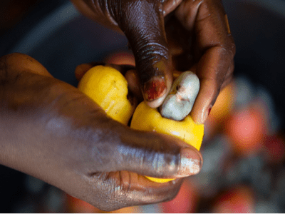 Guinea_SADA_hands with cashew
