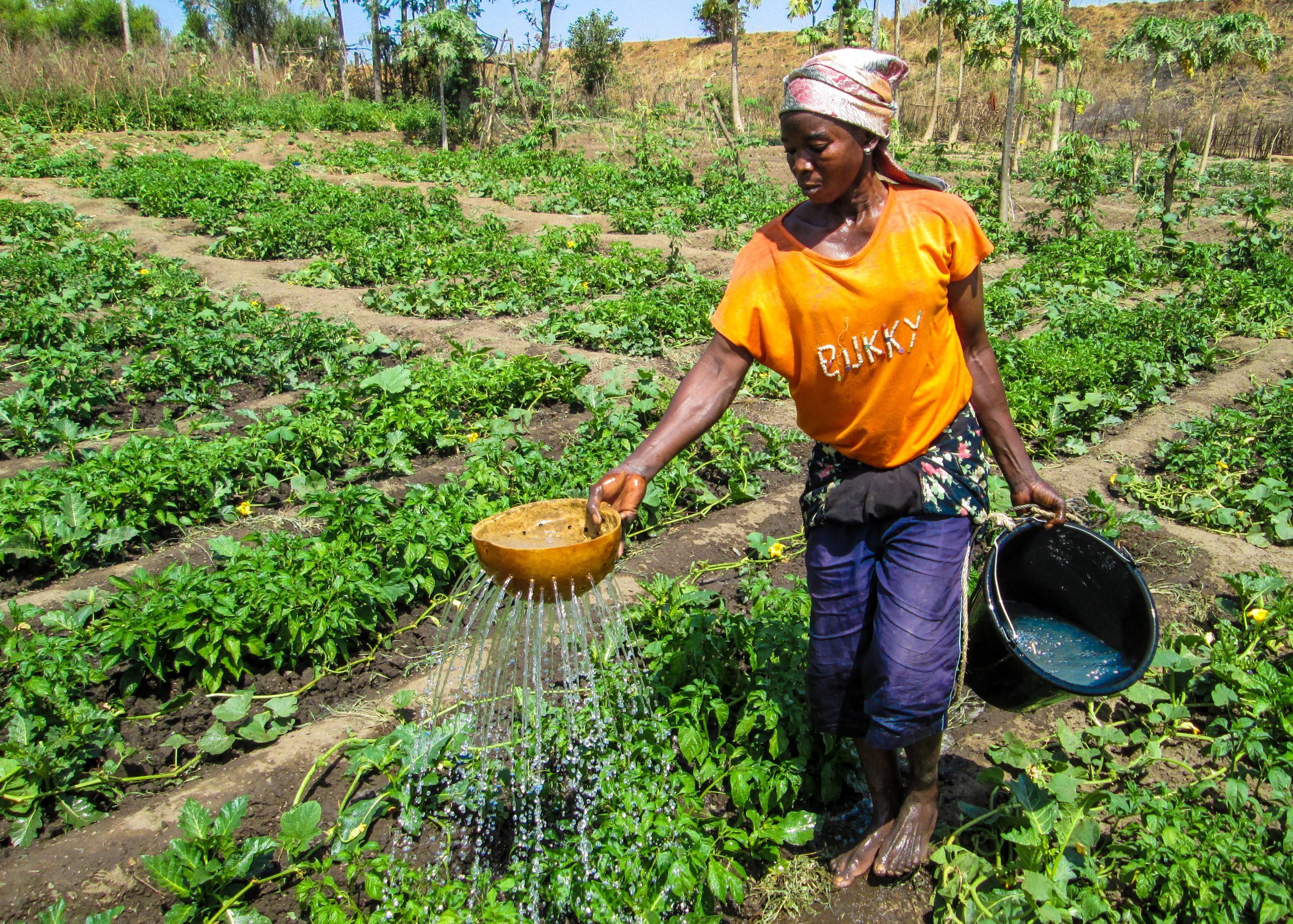 Give us a Youthful Agric Minister with Experience - Peasant farmers tell Mahama