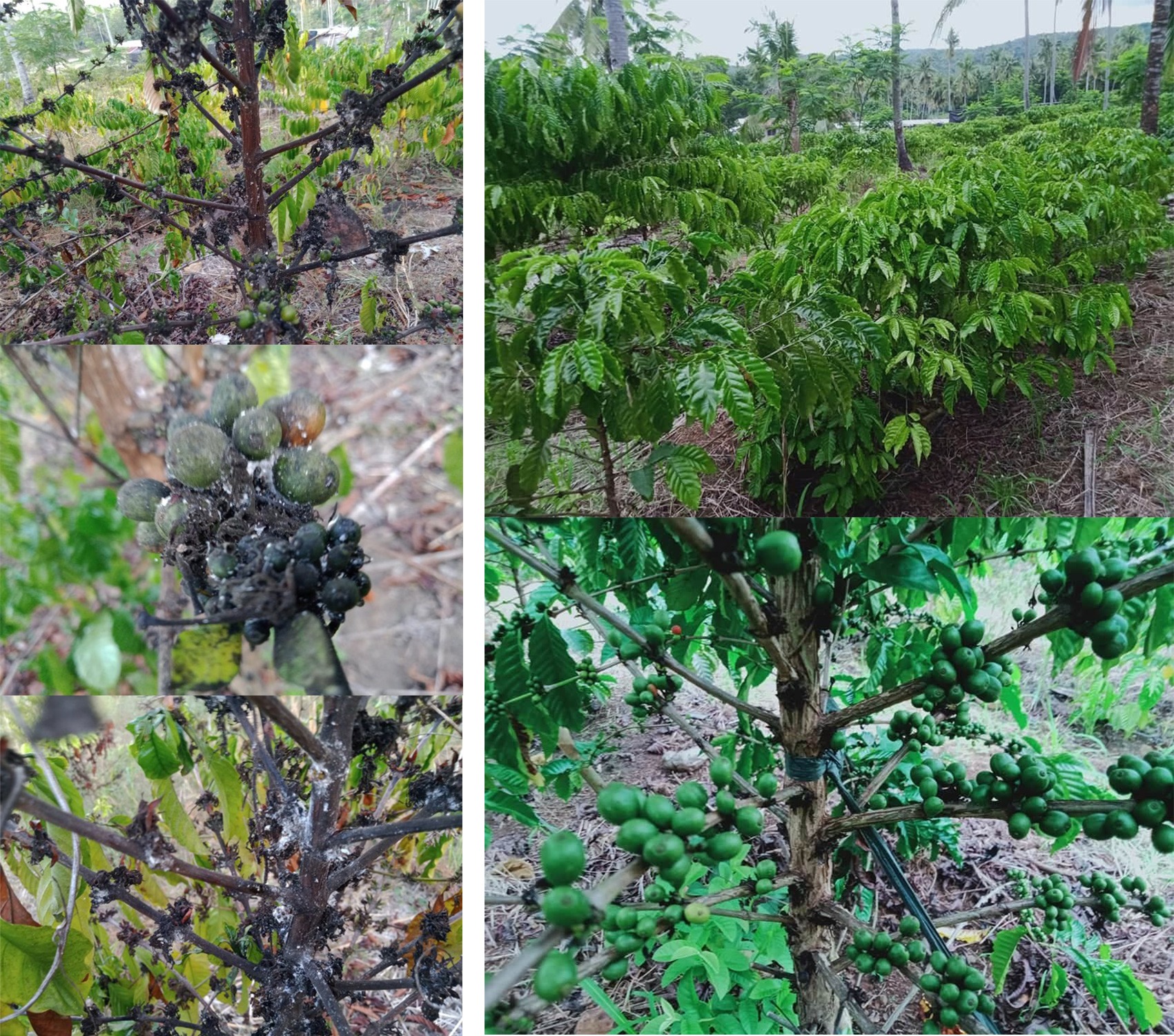 Philippines_PhilCAFE_Zamboanga Coffee Farm Before and After