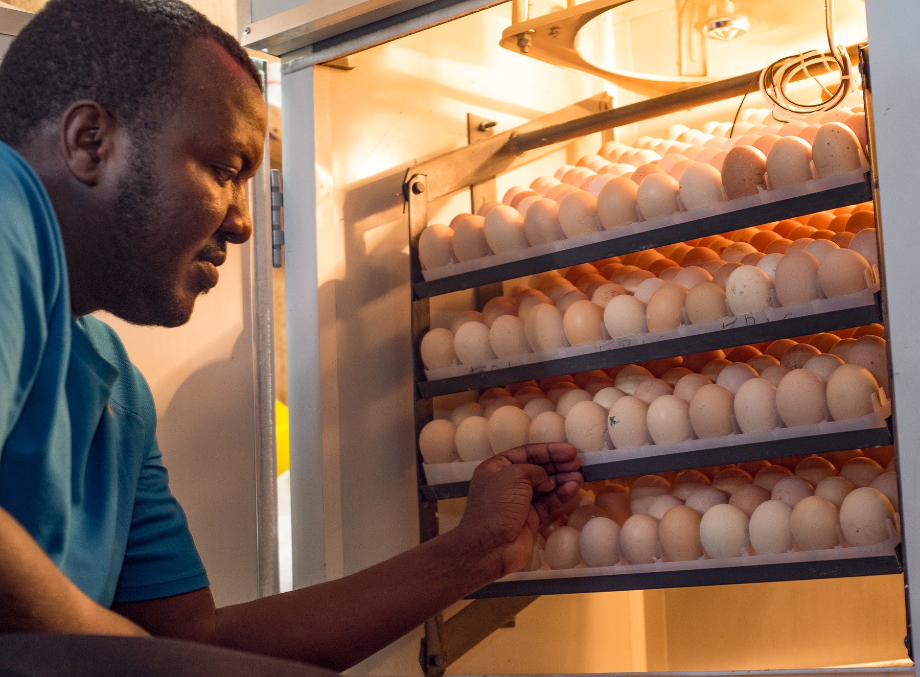 Photo inspiration: Picture Idea: Poultry Rearing Increases Revenue Streams For Youth In Northern Kenya