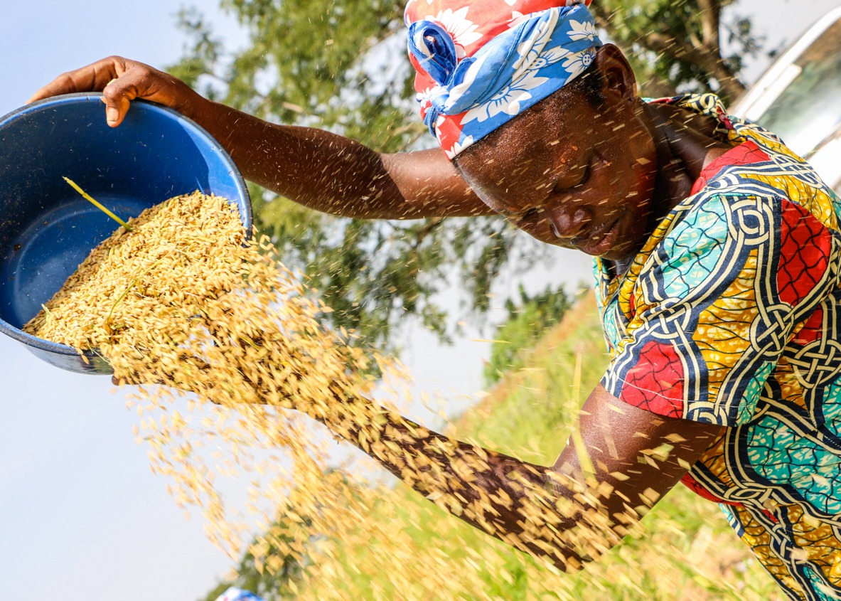 Ghana_ADVANCE_woman winnowing rice