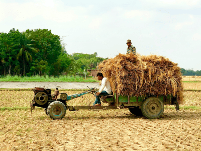 Bangladesh-RDC-rice harvesting
