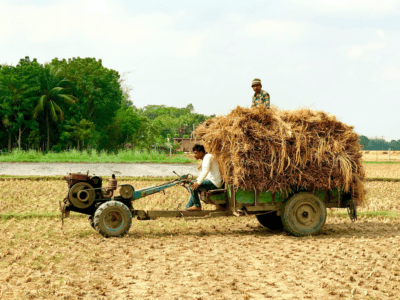 Bangladesh-RDC-rice harvesting