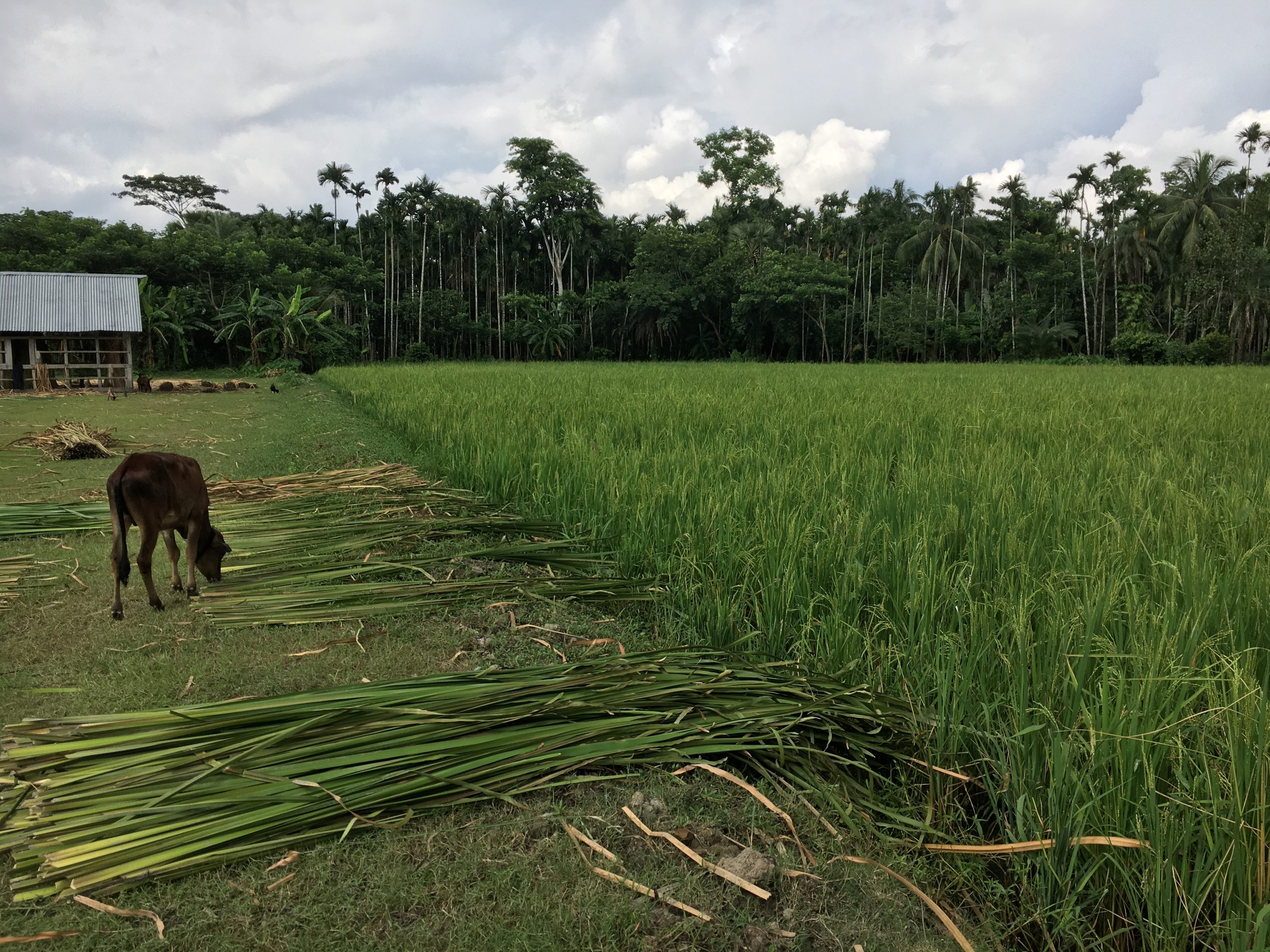 Bangladesh-RDC-rice fields