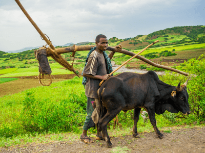 Ethiopia_man with cow stock