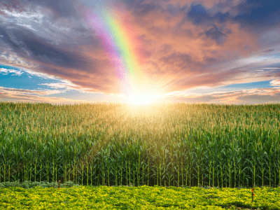 Pride Month stock image_rainbow over field