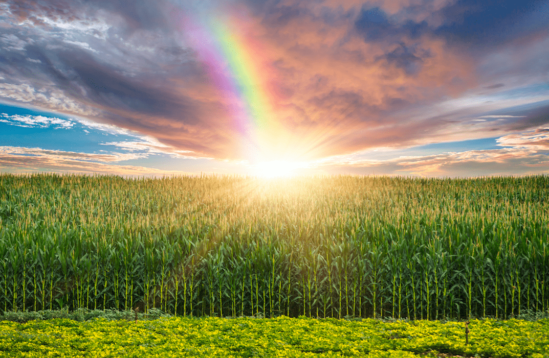 Pride Month stock image_rainbow over field