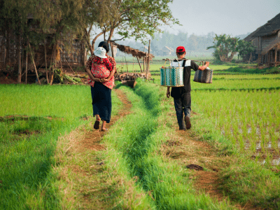 Myanmar_agricultural scene
