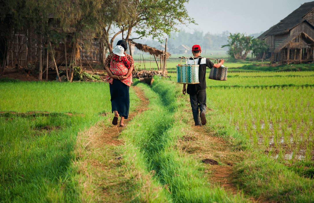 Myanmar_agricultural scene