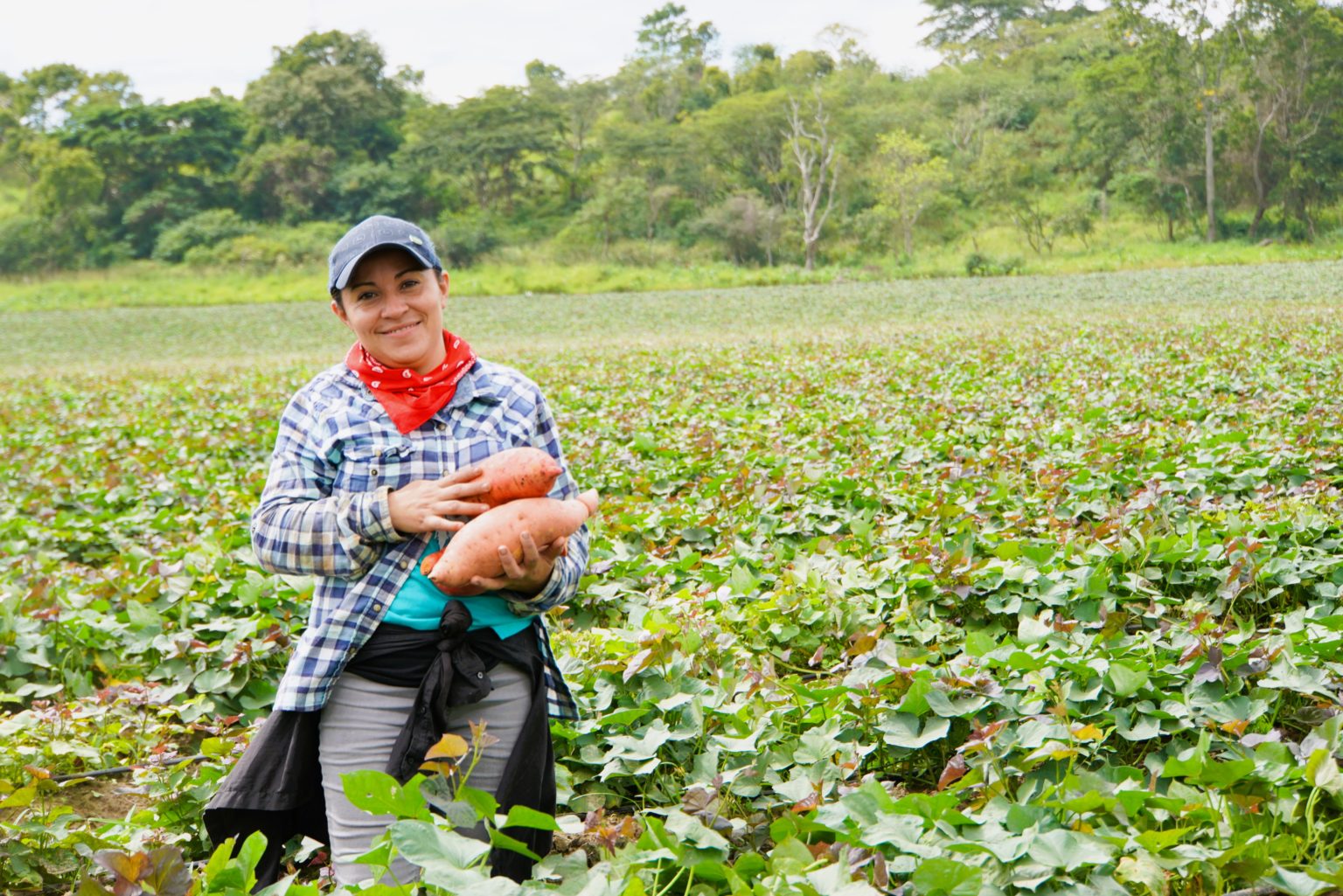 Feed the Future Honduras Food Security, Agriculture, and Resilient