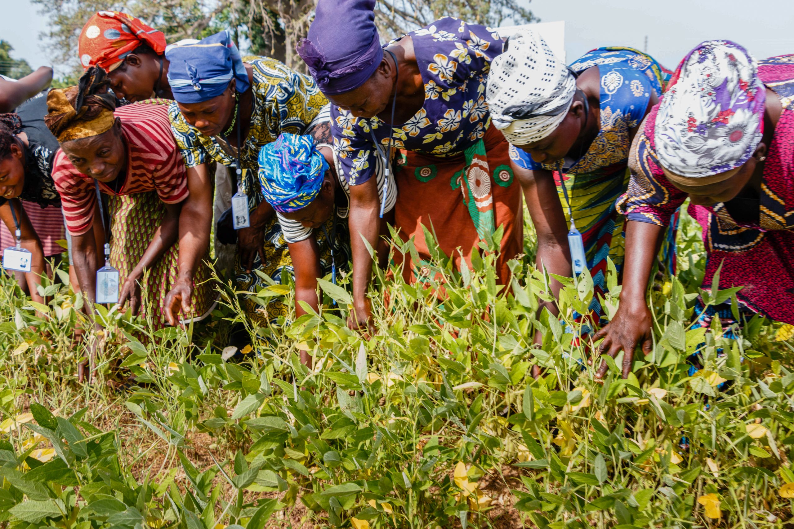 Ghana women in field