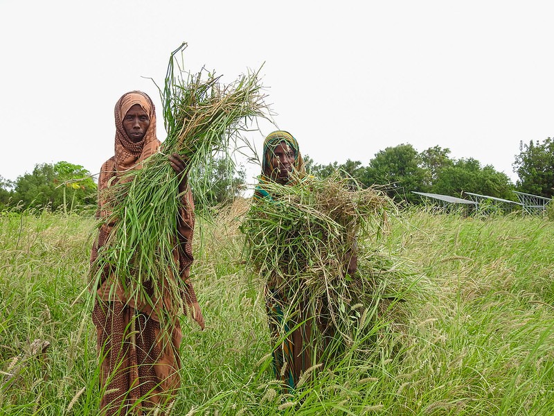 Kenya-LMS-fodder harvest