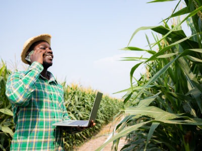 Africa American farmer using smartphone and laptop for contacts customers in corn field examining crop at blue sky and sunny. Agriculture business and innovation concept. Researching plant species
