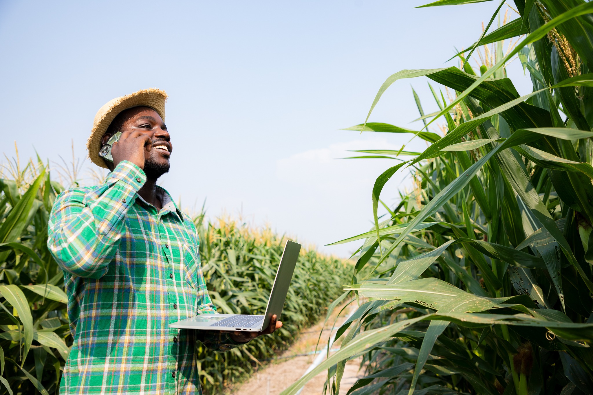 Africa American farmer using smartphone and laptop for contacts customers in corn field examining crop at blue sky and sunny. Agriculture business and innovation concept. Researching plant species